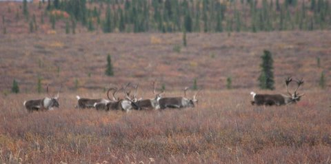 Alaska caribou